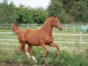 dressage horse Galatea 45 (Hanoverian, 2006, from Goethe)