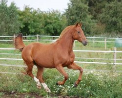 dressage horse Galatea 45 (Hanoverian, 2006, from Goethe)