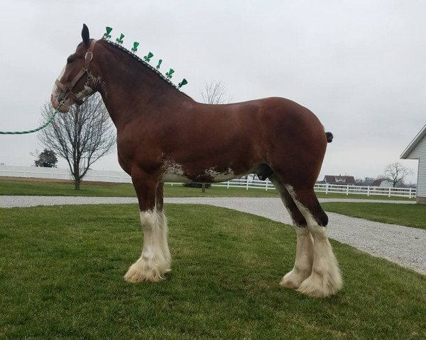 Pferd Ridgeview's CS Laddie (Clydesdale, 2014, von Ozark's Royal Cornerstone)