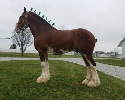 horse Ridgeview's CS Laddie (Clydesdale, 2014, from Ozark's Royal Cornerstone)