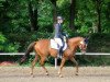 dressage horse Samira Fee (Little German Riding Horse, 2004, from Samico F)