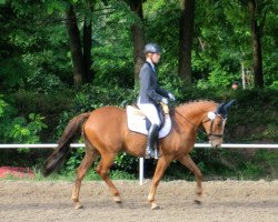 dressage horse Samira Fee (Little German Riding Horse, 2004, from Samico F)