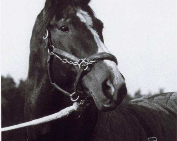 stallion Farello (Bavarian, 1980, from Fantast)
