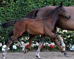 dressage horse Diamantendonner (Westphalian, 2011, from Diamond Hit)