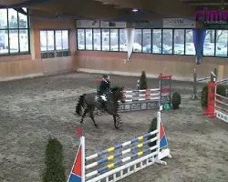 jumper Lord Zeus (Oldenburg, 2001, from Lord Calando)