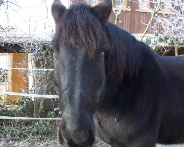 horse Goa (South German draft horse, 1999, from Granat Vulkan XIV)