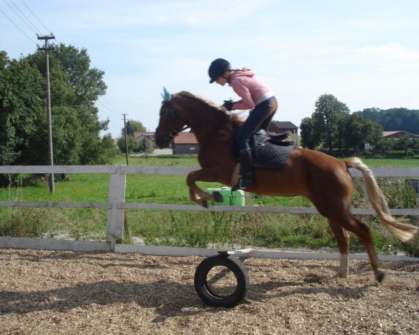 Zuchtstute Nova (Arabo-Haflinger,  )