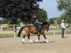 dressage horse Voluntaria (German Riding Pony, 2014, from Voyager 2)