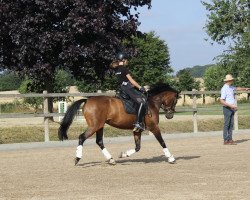 dressage horse Voluntaria (German Riding Pony, 2014, from Voyager 2)