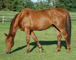 broodmare Wanita (Oldenburg, 1991, from Grundstein II)