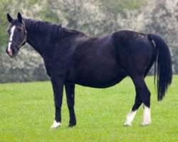 Zuchtstute Delightful Princess (British Sport Horse, 1985, von Demonstrator)