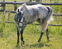 Springpferd Desperado LH (Westfale, 2002, von Dimension)