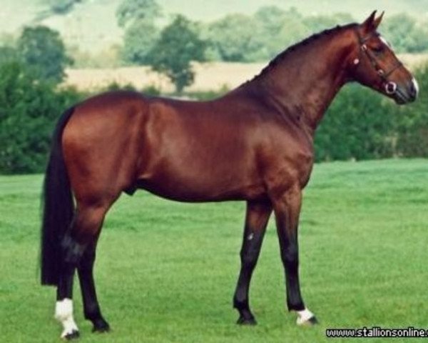 stallion Monte Carlo (KWPN (Royal Dutch Sporthorse), 1994, from Holland)