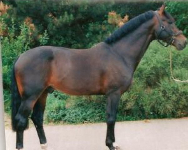 stallion Holland (KWPN (Royal Dutch Sporthorse), 1989, from Duc de Normandie (Styx))
