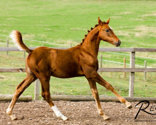 Pferd Bohemian Rhapsody (KWPN (Niederländisches Warmblut), 2006, von Tenerife)