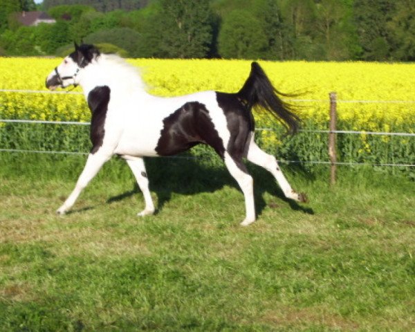 horse Mr Leo Chex (Paint Horse, 2005, from Doc O Mount)