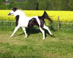 Pferd Mr Leo Chex (Paint Horse, 2005, von Doc O Mount)