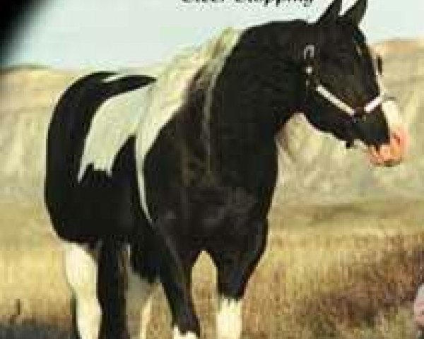 stallion Leo San Cita (Paint Horse, 1985, from Cita's Perfection)