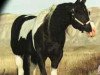 stallion Leo San Cita (Paint Horse, 1985, from Cita's Perfection)