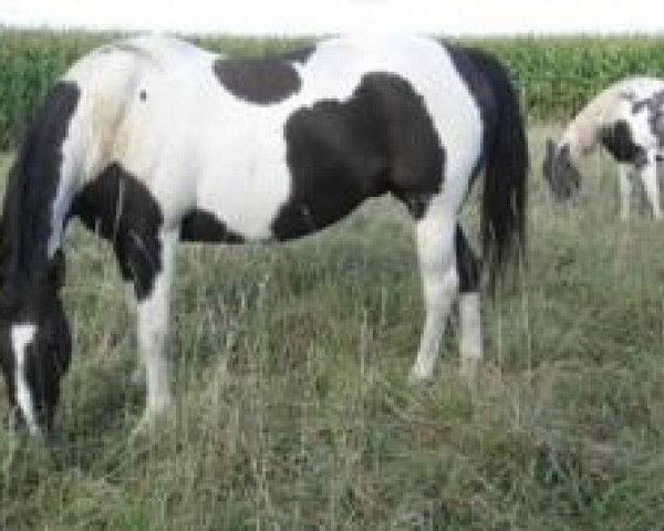 broodmare Citas Real Deal (Paint Horse, 1990, from Leo San Cita)