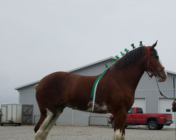 Pferd Shining Meadows Laura (Clydesdale, 2014, von Langbank Winsome Lad)