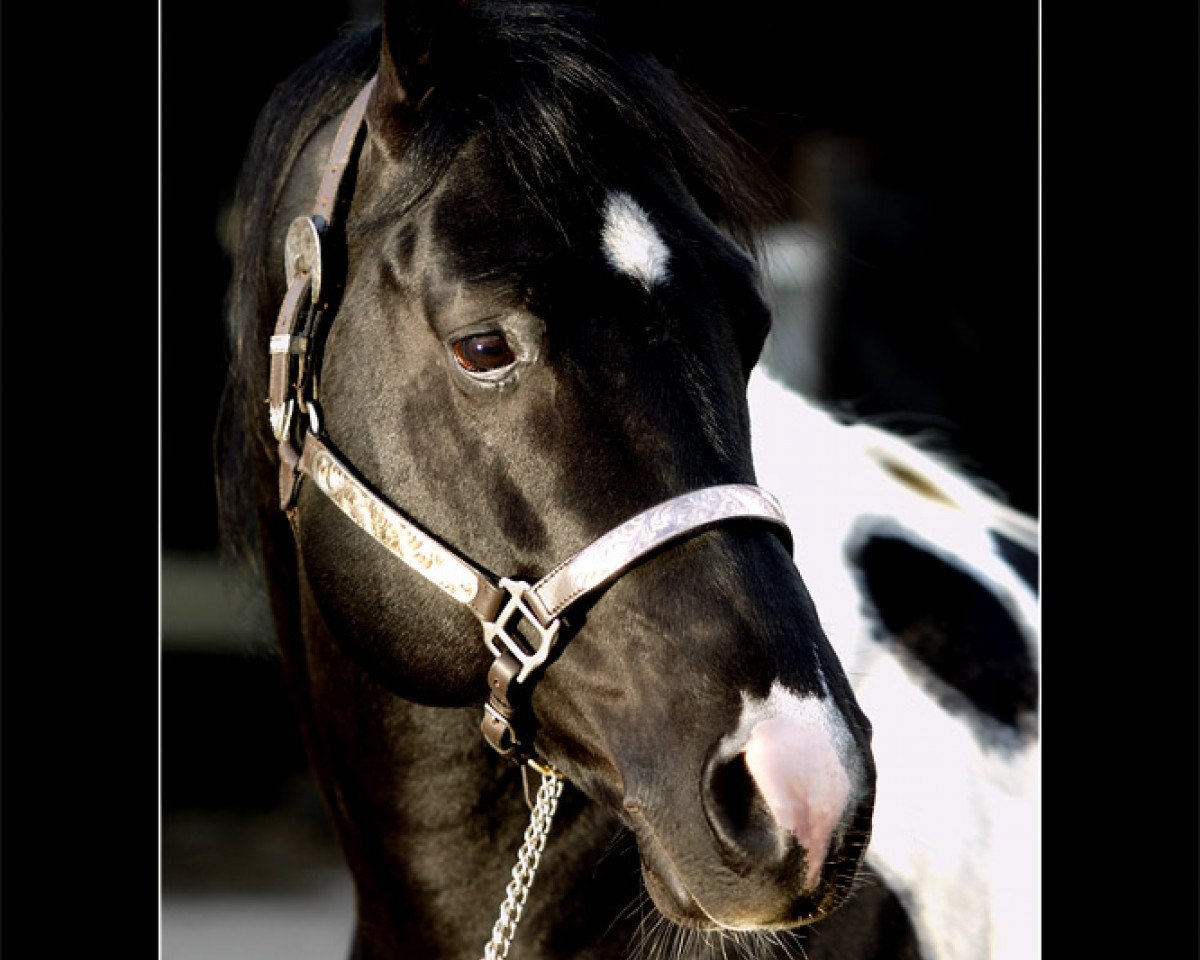 stallion Mister Painted OLena (Paint Horse, 1997, from Mr Expresso)
