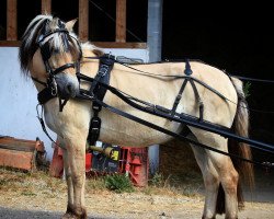 horse Taio (Fjord Horse, 2012, from Mr. Tveiten N.2591)