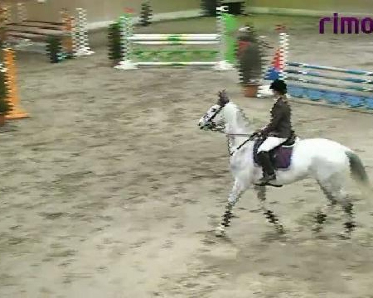 Springpferd Lacoste 104 (Westfale, 2001, von Lamerto H)