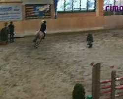 jumper Mary Ann 8 (German Riding Pony, 2004, from FS Maracaibo)