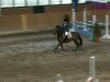 jumper Prince Nocturn (German Riding Pony, 1997, from Nibelungenheld II)