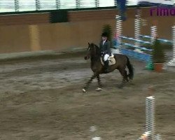 jumper Prince Nocturn (German Riding Pony, 1997, from Nibelungenheld II)