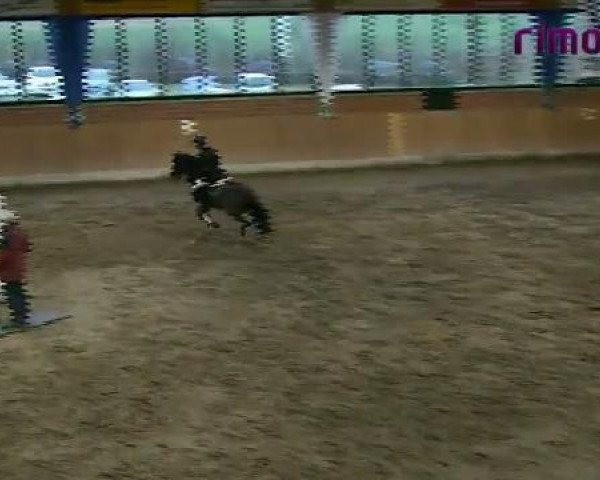 jumper Montevideo B 2 (German Riding Pony, 1996, from Mylord)