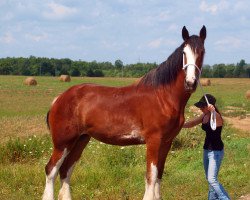 horse Sprucelane Abby (Clydesdale, 2011, from Oak Park Buddy)