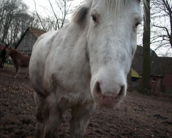 horse Krümel (German Riding Pony, 1994)