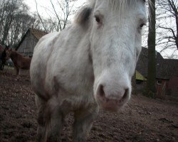 horse Krümel (German Riding Pony, 1994)