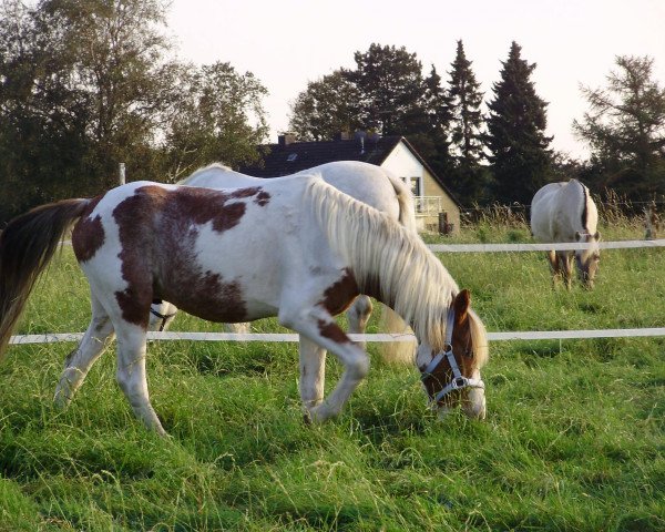 Pferd Born to be wild (Lewitzer, 2008)