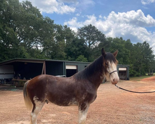 Pferd Classic City Van Halen Majestic of CCC (Clydesdale, 2020, von Freedom Royal Majestic)