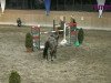 jumper Allegro 282 (Hessian Warmblood, 1995, from Aargau)