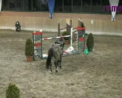 jumper Allegro 282 (Hessian Warmblood, 1995, from Aargau)