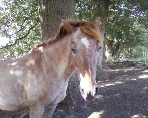 horse KJ (Appaloosa, 2004)