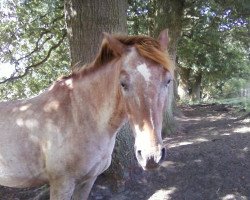 horse KJ (Appaloosa, 2004)