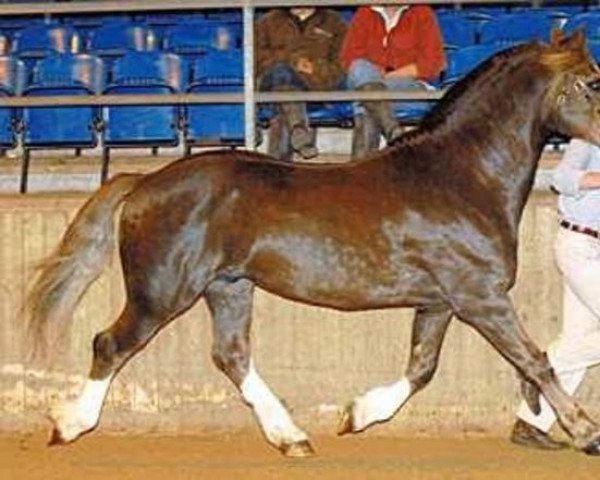 stallion Tireinon Diplomat (Welsh-Cob (Sek. D), 1995, from Derwen Royal Express)