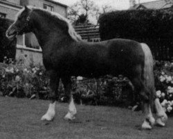 Deckhengst Derwen Adventure Boy (Welsh-Cob (Sek. D), 1979, von Cefnpark Boy)