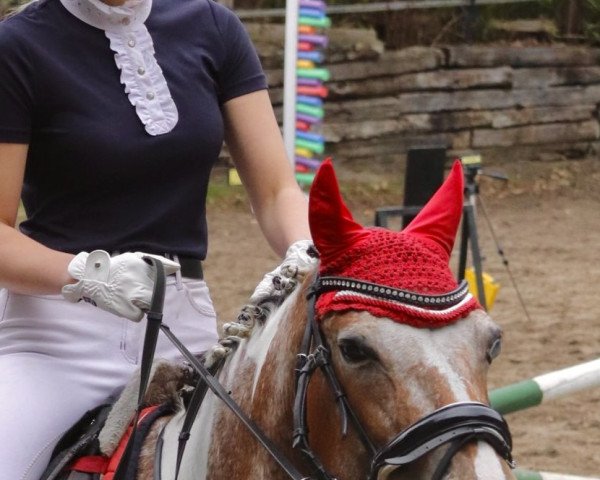 Pferd Beauty (Appaloosa, 2010, von Frisco v. Oberland)