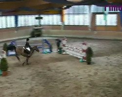 jumper Napoleon (German Riding Pony, 1996, from Night-Star III)