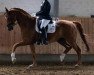 dressage horse Rio Tejo (German Sport Horse, 2005, from Ra)