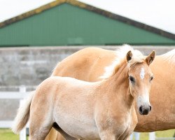 Pferd Ivy (Haflinger, 2022, von Abendwind)