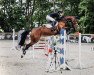 jumper Amy 322 (German Sport Horse, 2014, from Chacco Me Biolley)