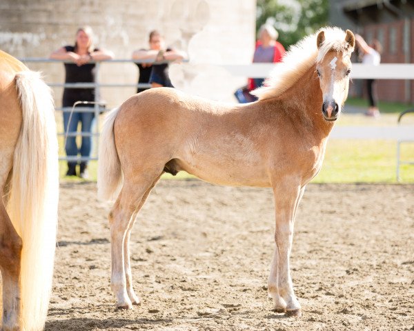 Pferd Natcho (Haflinger, 2022, von Nordglanz)