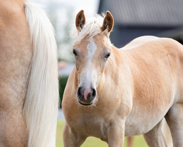 Dressurpferd Amando (Haflinger, 2022, von Amore Mio)